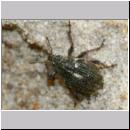 Rhinoncus pericarpius - Ruesselkaefer 01 3-4mm.jpg